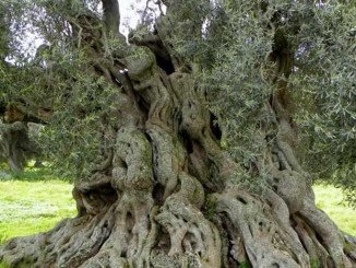 Extravergine sostenibile ed etico