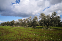 Frantoio Presciuttini Pierluigi