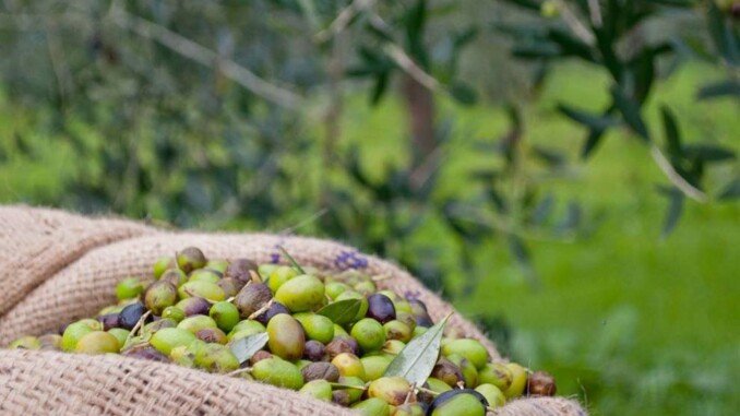 nuovi risultati xylella