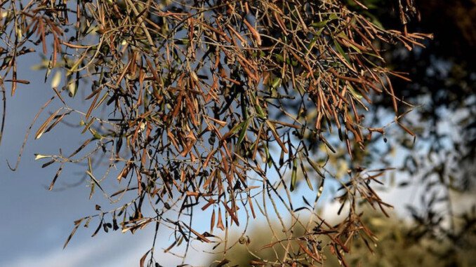 Xylella in Belgio